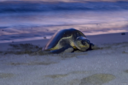 Turtle In San Juan Del Sur