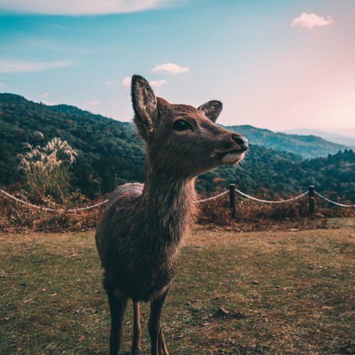 Biche Selfie