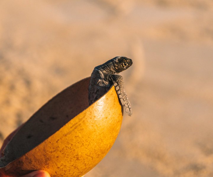 Bébés Tortues Puerto Escondido