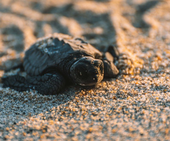 Relâcher Les Bébés Tortues à Puerto Escondido